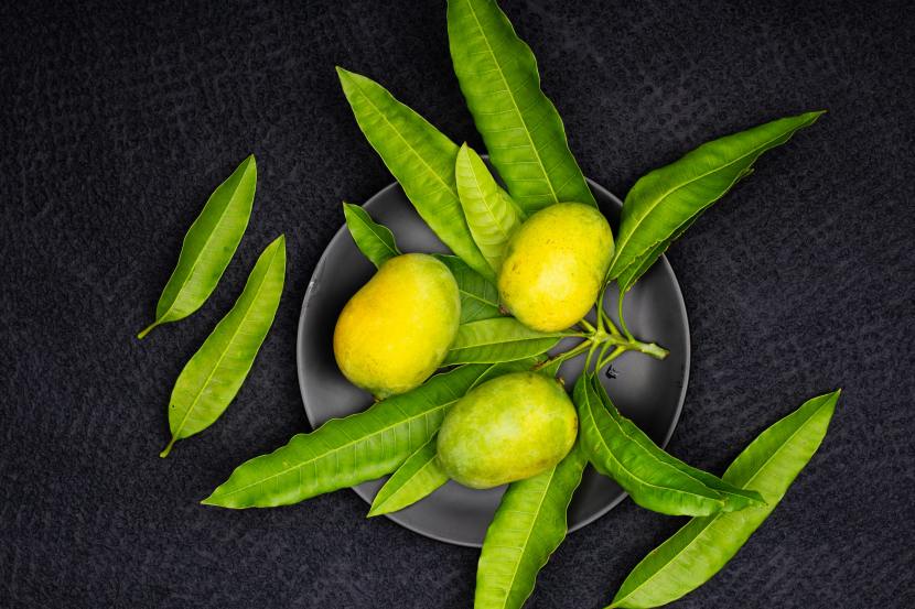 mango-leaves-health-benefits 