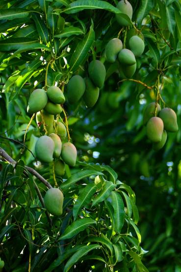 mango-leaves-health-benefits 