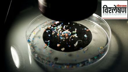 microplastics in human testicles