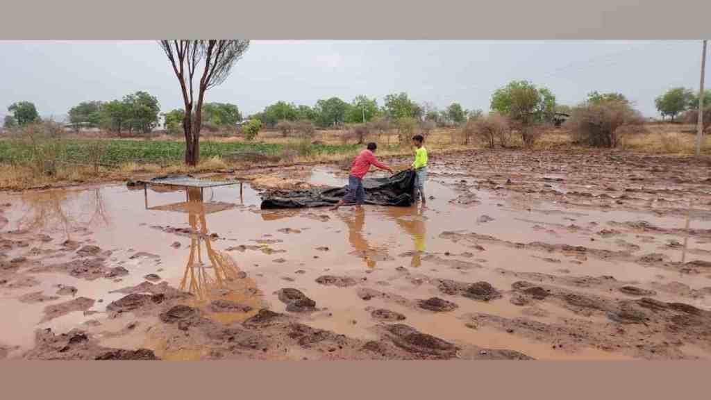 nashik, Heavy Rains in nashik, Heavy Rains, Gale Force Winds, Cause Extensive Damage, Crops and Livestock, Nashik District, nashik news, marathi news,