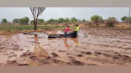 nashik, Heavy Rains in nashik, Heavy Rains, Gale Force Winds, Cause Extensive Damage, Crops and Livestock, Nashik District, nashik news, marathi news,