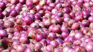 Onion exports continue but Onion prices rate down in market