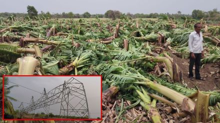25 mm first rain in Solapur The tree fell in the storm