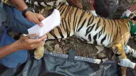 A two and a half year tiger, Ballarpur Forest, tiger died in a fight between two tigers, Chandrapur Six Tigers Dead in Ten Months, tigers dead in Ballarpur Forest, Chandrapur news, tiger news,
