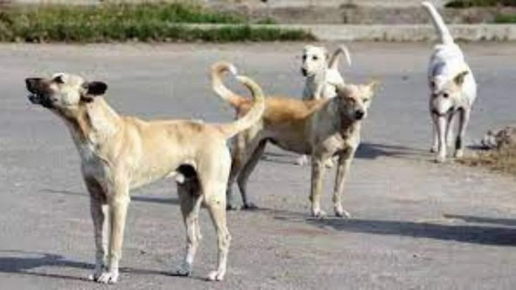 stray dog ​​died man hit his on head with cricket bat in ​​Ghodbunde