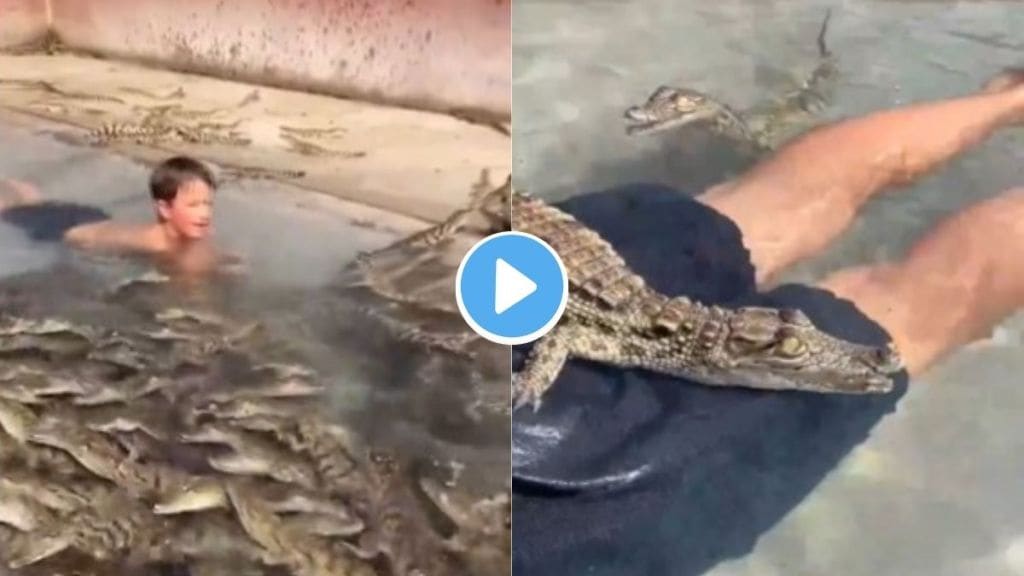 swimming pool full with crocodiles