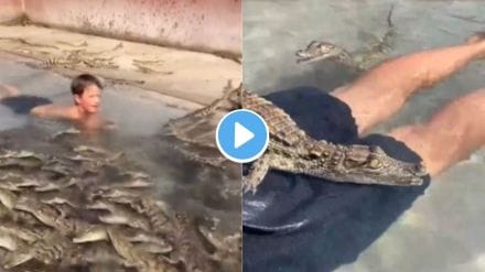 swimming pool full with crocodiles