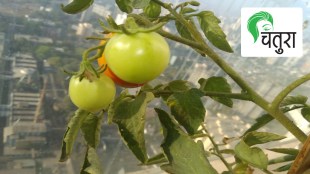 Plants need micronutrients to grow