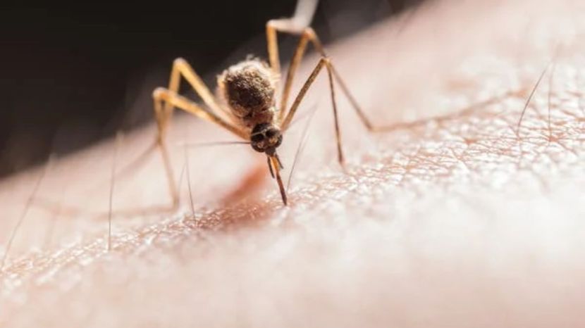 How to Get Rid of Mosquitos