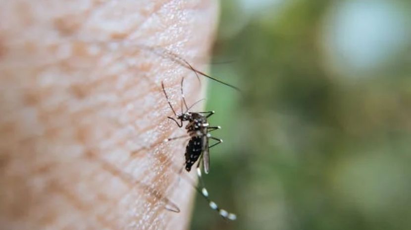 How to Get Rid of Mosquitos