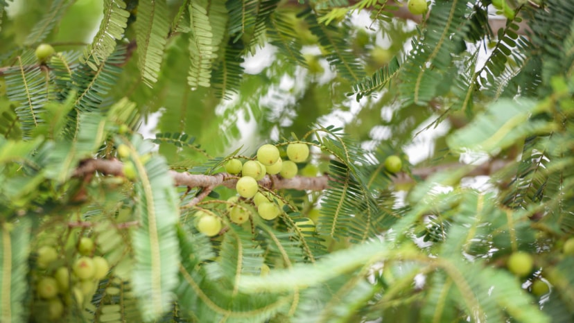 what-happens-to-your-body-when-you-have-one-steamed-amla-daily