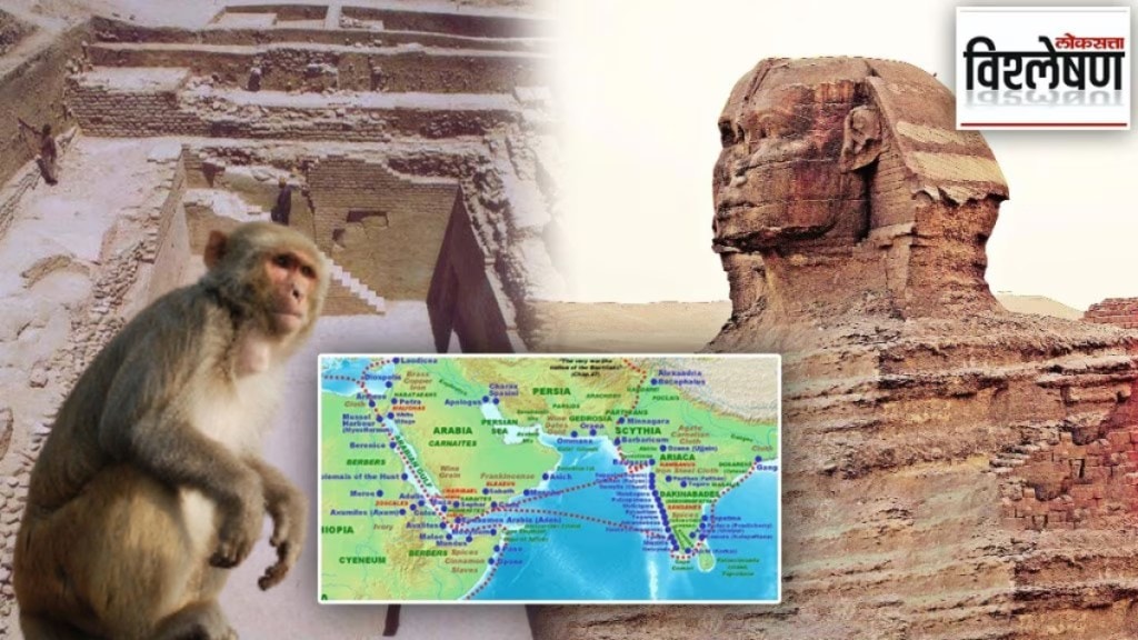 Ancient Egyptian and Indian trade- exploring-ancient-Egyptian-burial-grounds-Indian monkeys-indo-roman-trade