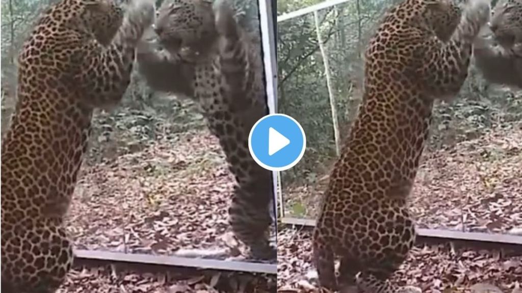 Animal Video Animal Video