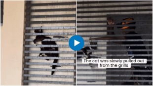 Cat stuck in between grills of 20-storey Chennai building dramatic rescue video