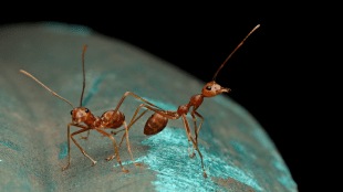 Remedy for ants