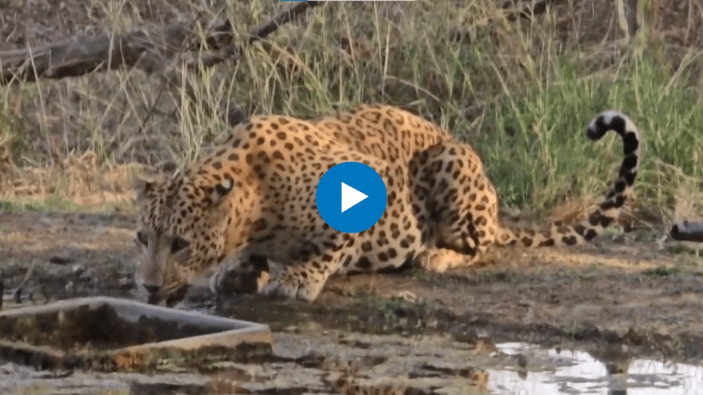 IAS officer posts close-up video of leopard drinking from waterhole amid scorching heat IAS officer posts close-up video of leopard drinking from waterhole amid scorching heat