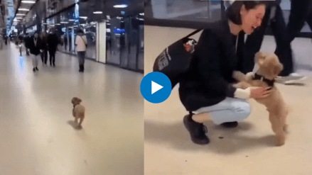 Dog jumped for joy after meeting owner