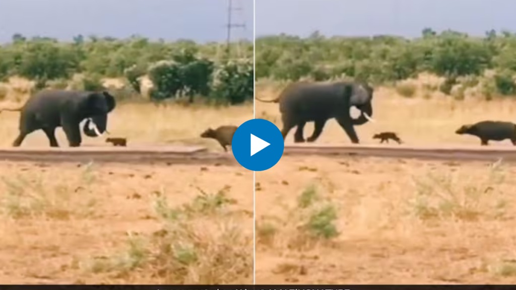 buffalo calf clashed with elephant to save mother chased elephant then what happened watch viral video