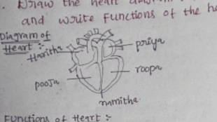 In the exam the student drew a diagram of the heart given the name of the girl in each part of the heart see the viral photo