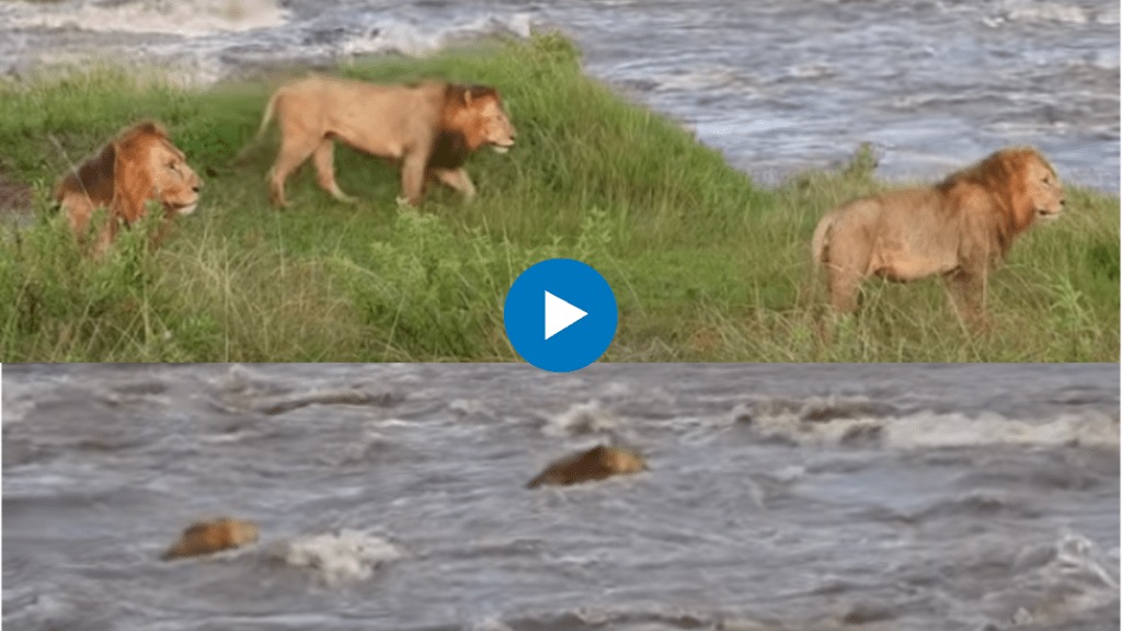 Lions tackle raging river in dramatic video from Maasai Mara National Reserve
