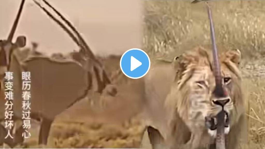 Animal Fight Video Deer Vs Lion Video Viral On Social Media Trending