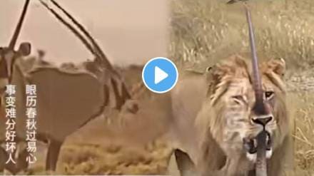 Animal Fight Video Deer Vs Lion Video Viral On Social Media Trending