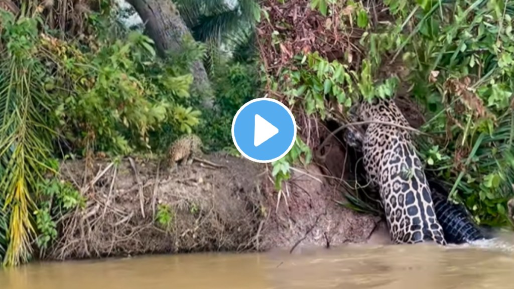 Jump into the water and catch the crocodile in its jaws dangerous video