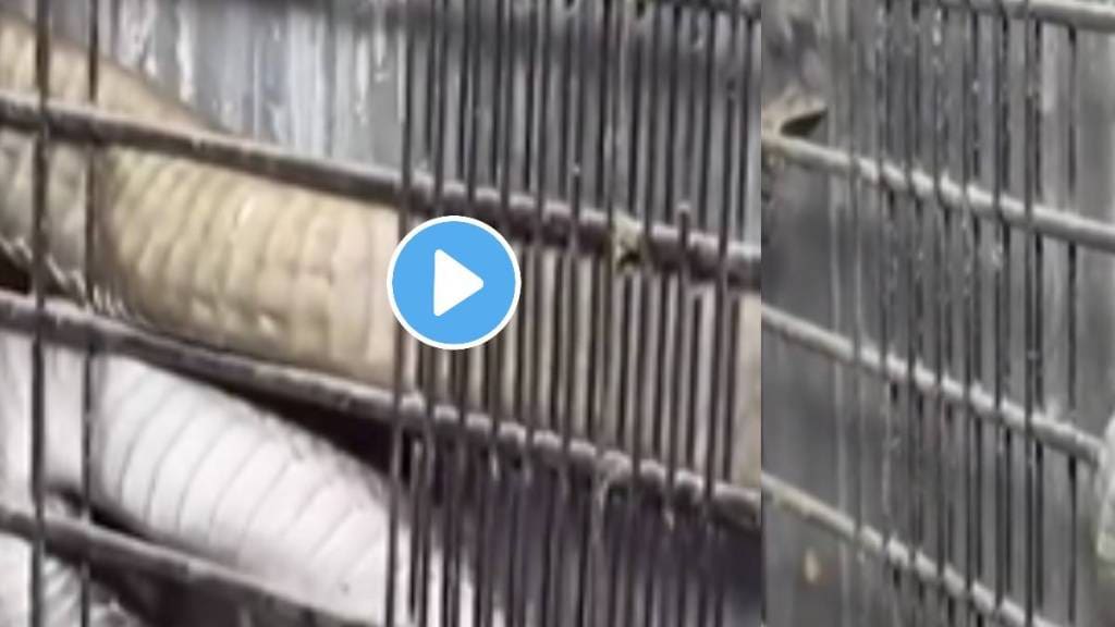 king cobra was hiding in fridge everyone was shocked after seeing it video