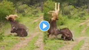 The lion's cub was blown away by the buffalo's horn