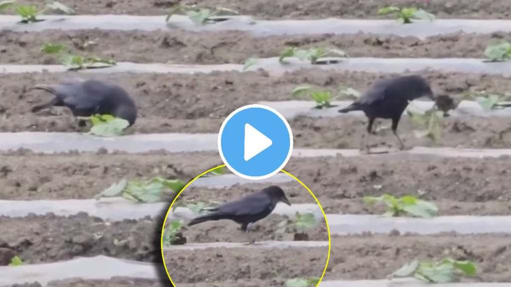 crow herds huge damage to agricultural crops video goes viral on social media