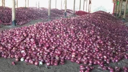 Onion, price, wholesale, Onion, price, wholesale,