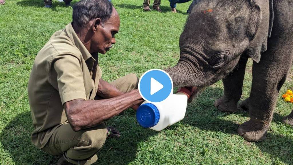 IAS officer Supriya Sahu detailing the rescue of a baby elephant refused by sick mother rescued by Forest officials watch video IAS officer Supriya Sahu detailing the rescue of a baby elephant refused by sick mother rescued by Forest officials watch video