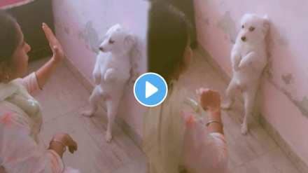 The puppy will cry after the owner's scream