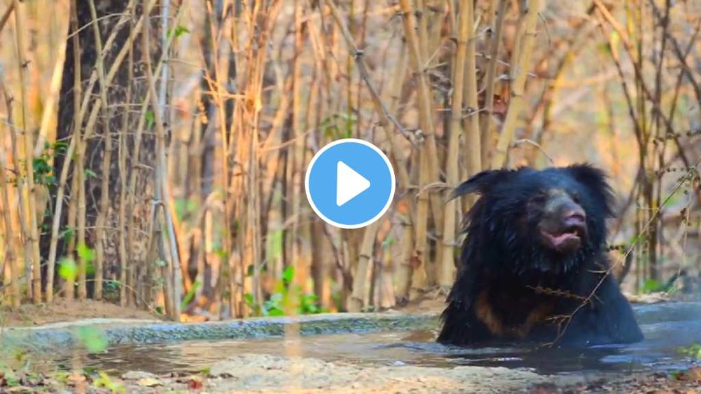 tadoba, tiger, bear, bathing,