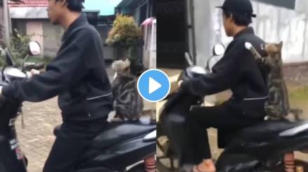 Viral Video the cat style of Sitting On a bike in the video will make you laugh too must watch This Funny Scene Viral Video the cat style of Sitting On a bike in the video will make you laugh too must watch This Funny Scene