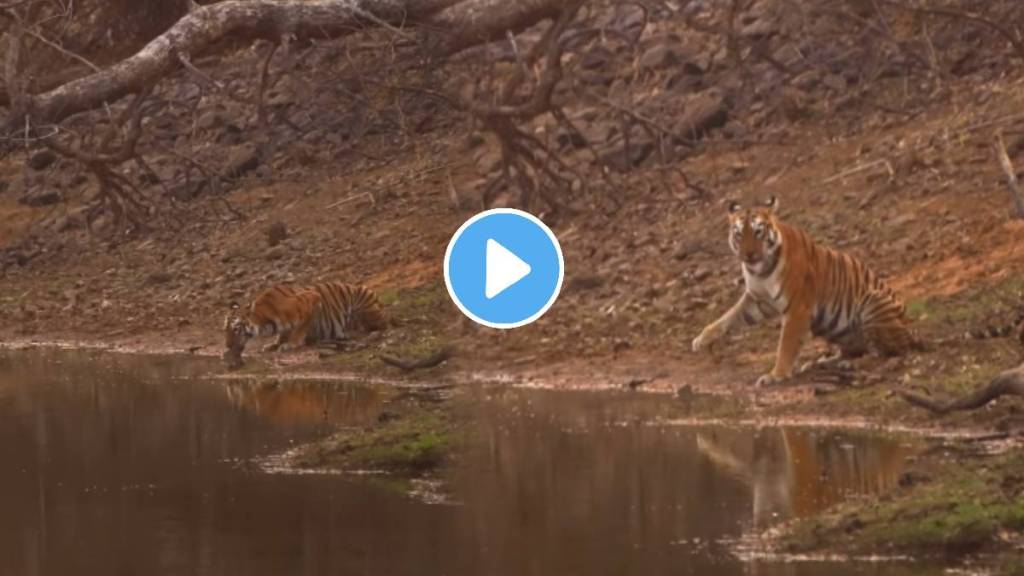 Ever See A Tigress Say Hi rare moment of tigress waving at tourists Photographer Nikhil Giri captures the moment at Tadoba National Park Ever See A Tigress Say Hi rare moment of tigress waving at tourists Photographer Nikhil Giri captures the moment at Tadoba National Park