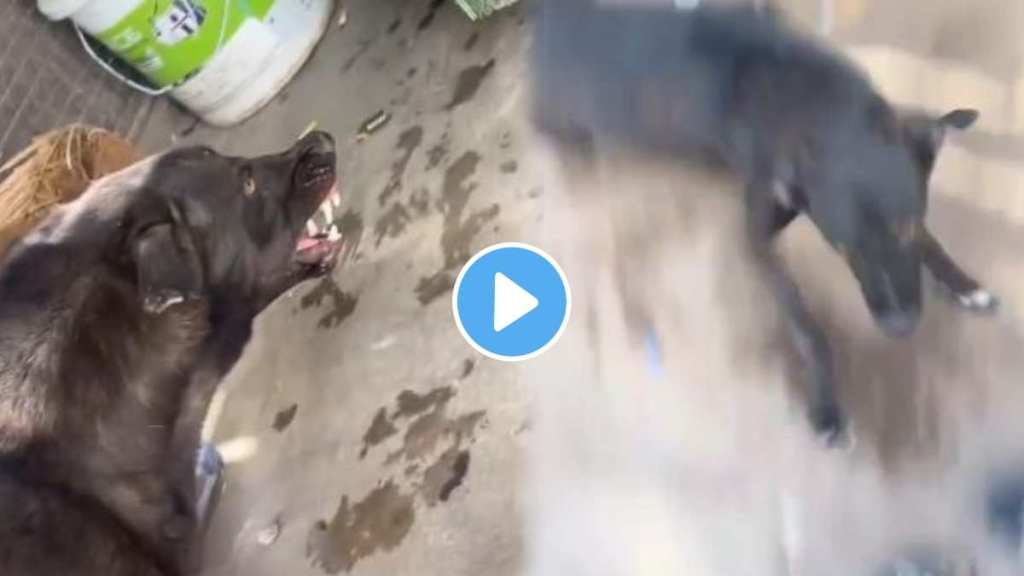 The dog took revenge on the young man