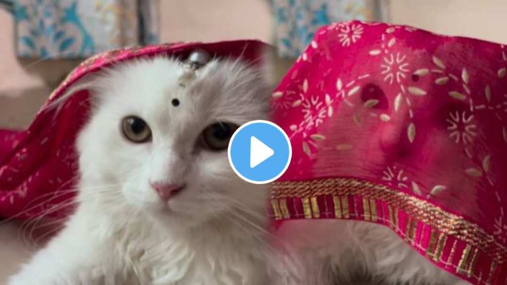 Cat haute expression on the song Gulabi Sadi