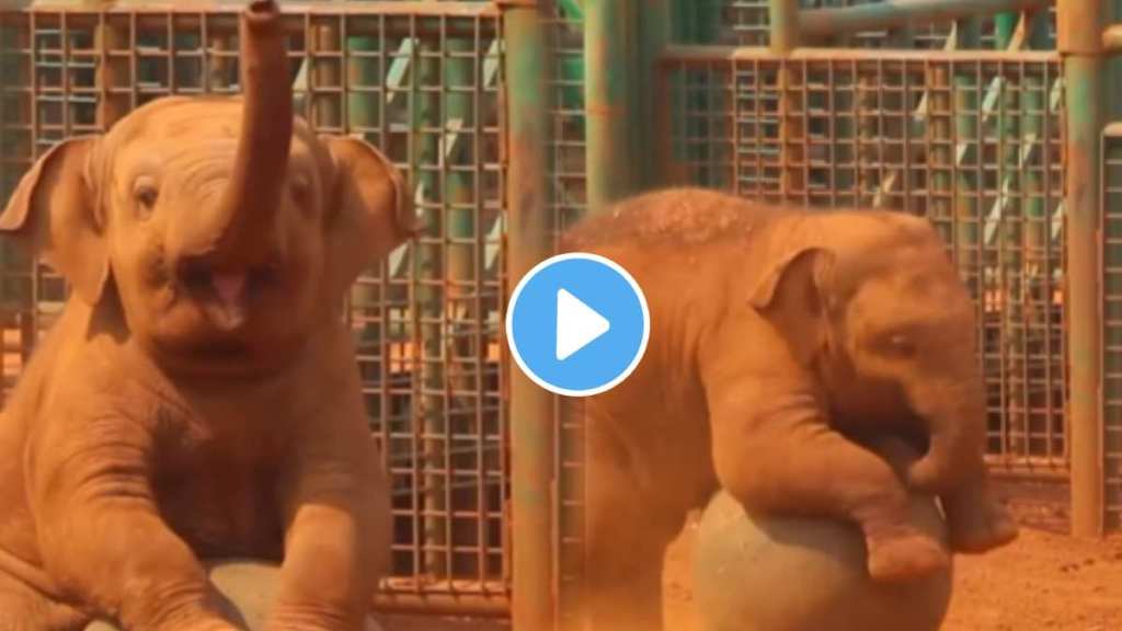 Viral Video The cute baby elephant playing game with ball