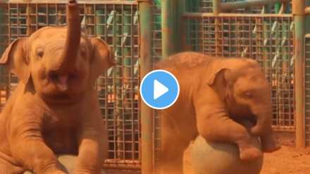 Viral Video The cute baby elephant playing game with ball
