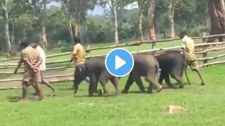 IAS officer Supriya Sahu Shares calves following their caretakers at the Elephant Camp Watch Heartwarming Video ones IAS officer Supriya Sahu Shares calves following their caretakers at the Elephant Camp Watch Heartwarming Video ones