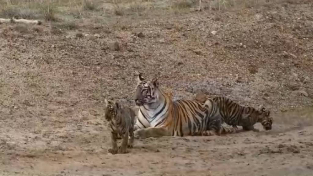 junabai tigress, Sachin Tendulkar,