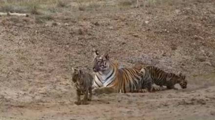 junabai tigress, Sachin Tendulkar,
