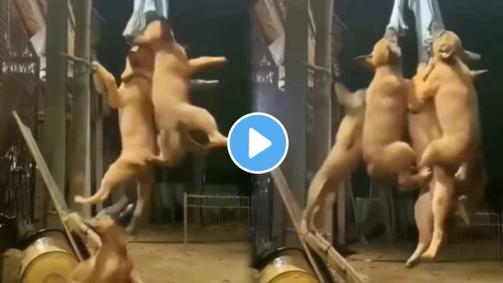 dogs' play unique game You will laugh