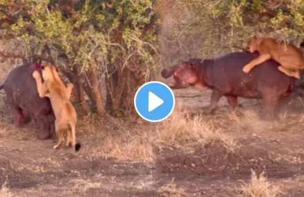 Brutal attack of lion cubs on hippopotamus