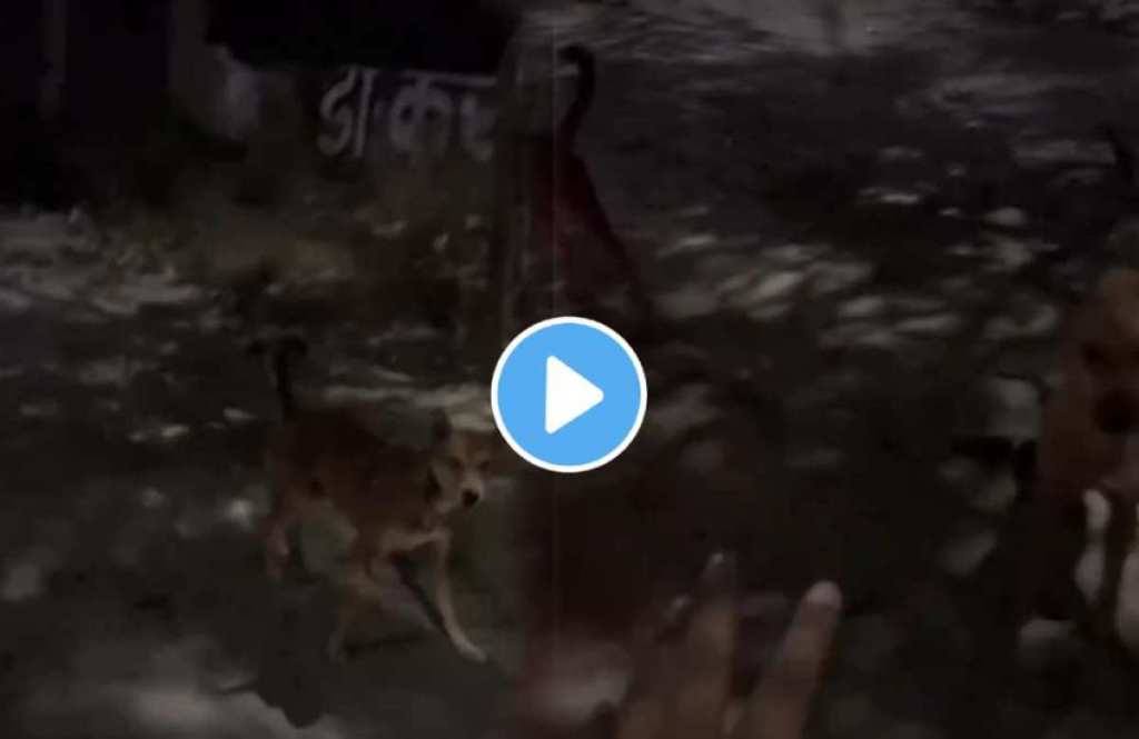 The young man showed cleverness to escape from the stray dogs
