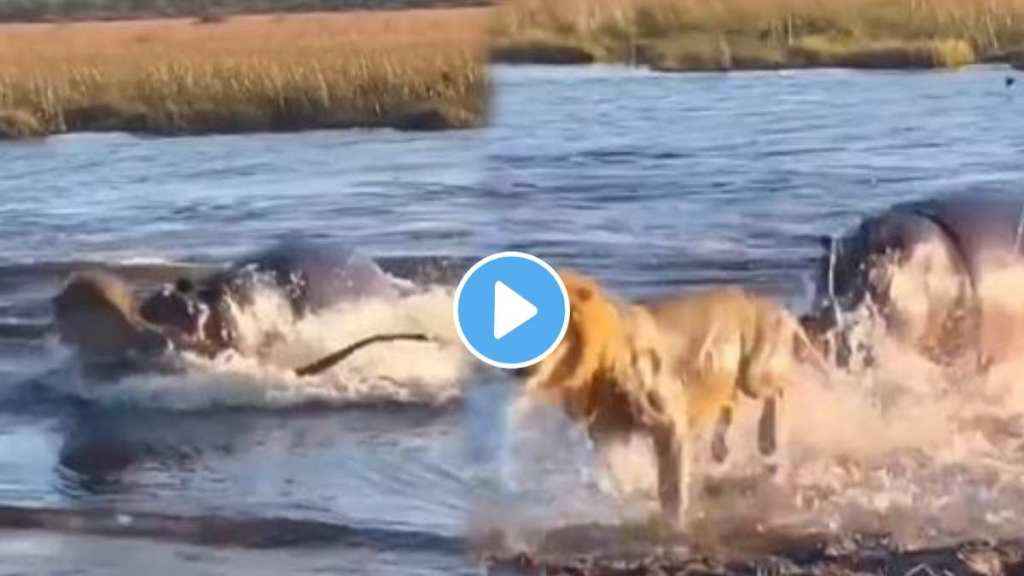 A hippo attacks a herd of lions