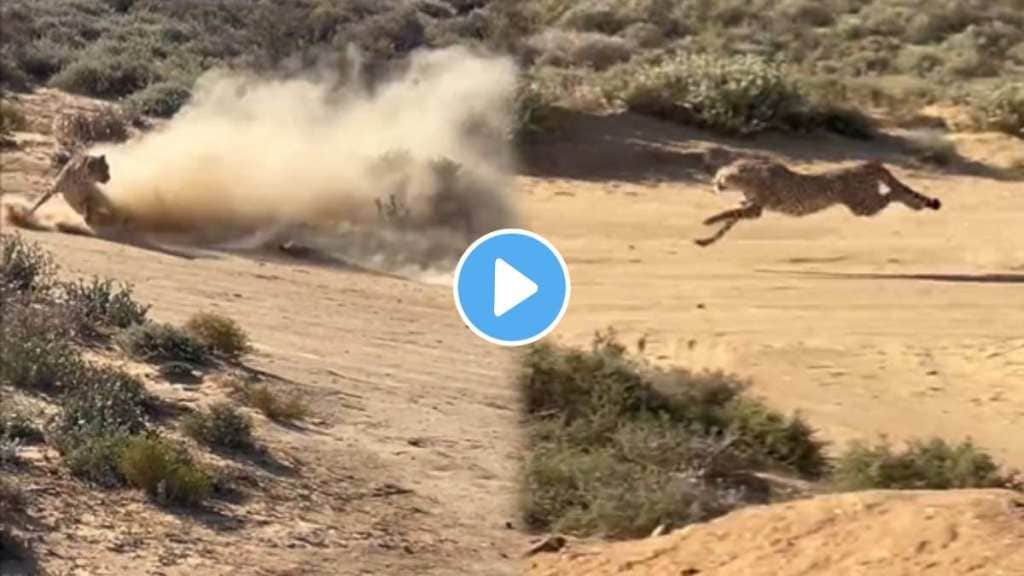 A cheetah ran with the speed of the wind to hunt the animal A cheetah ran with the speed of the wind to hunt the animal