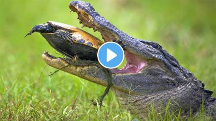 Tortoise Did Not Become A Victim Of The Crocodile Watch Viral Video