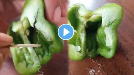 Threadworm in shimla mirchi Viral Video Threadworm in shimla mirchi Viral Video